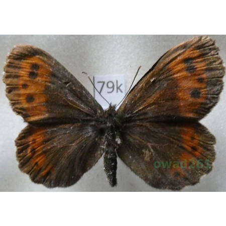 Erebia euryale (Esper, 1805) female Górówka euriala Czech79k